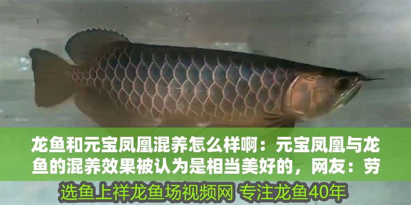 龍魚和元寶鳳凰混養怎么樣啊：元寶鳳凰與龍魚的混養效果被認為是相當美好的，網友：勞斯萊斯