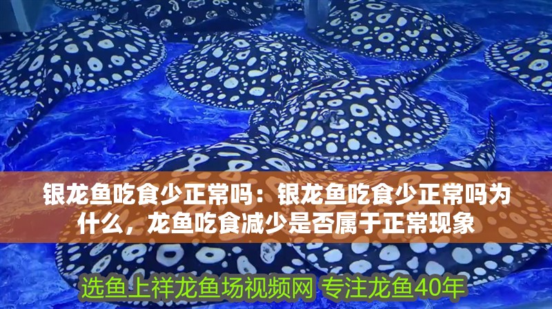 銀龍魚吃食少正常嗎：銀龍魚吃食少正常嗎為什么，龍魚吃食減少是否屬于正常現(xiàn)象
