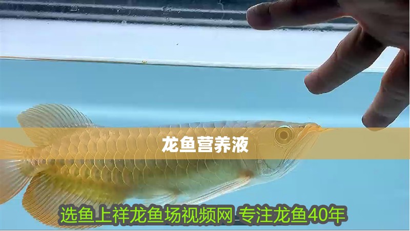 龍魚營養液