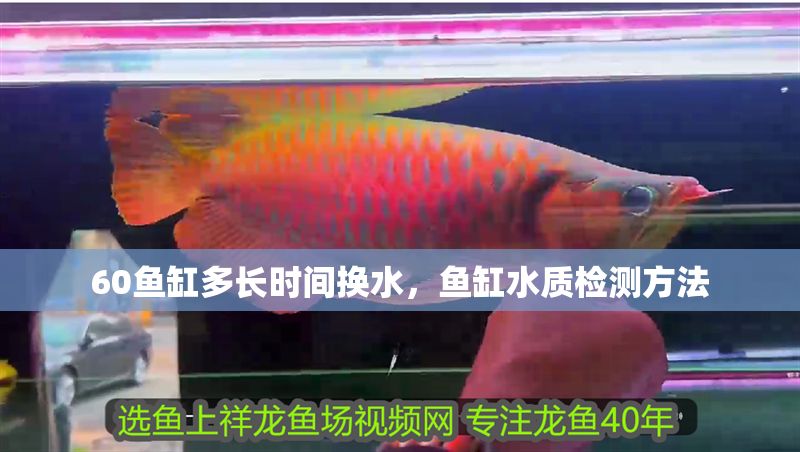 60魚缸多長時間換水，魚缸水質檢測方法