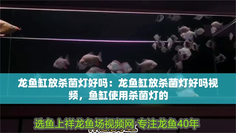 龍魚缸放殺菌燈好嗎：龍魚缸放殺菌燈好嗎視頻，魚缸使用殺菌燈的