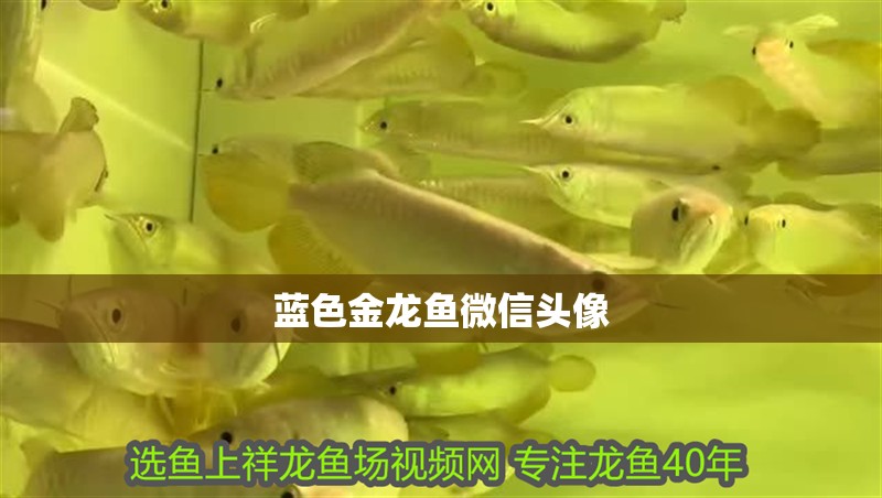 藍(lán)色金龍魚微信頭像