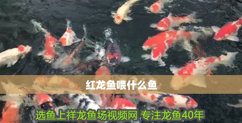 紅龍魚喂什么魚