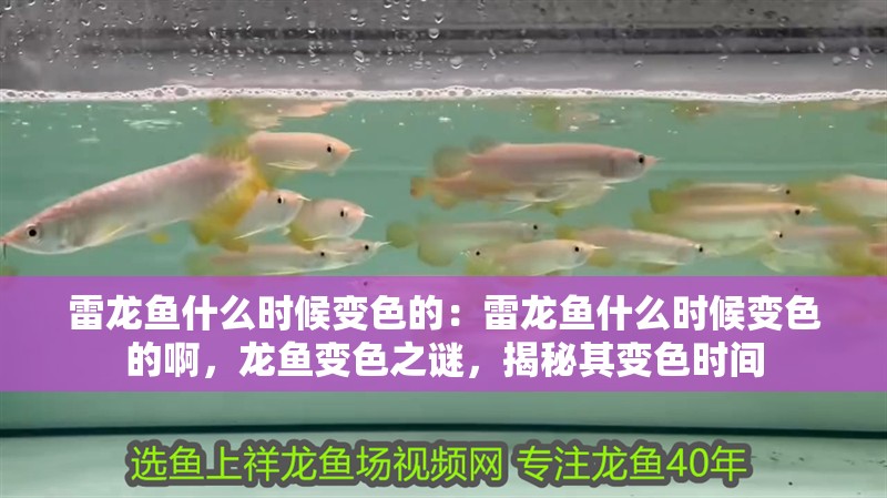 雷龍魚什么時候變色的：雷龍魚什么時候變色的啊，龍魚變色之謎，揭秘其變色時間