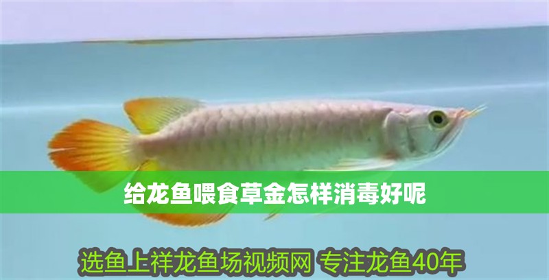 給龍魚喂食草金怎樣消毒好呢 龍魚百科 第2張 給龍魚喂食草金怎樣消毒好呢 給龍魚喂食草金怎樣消毒好呢 龍魚百科 第2張