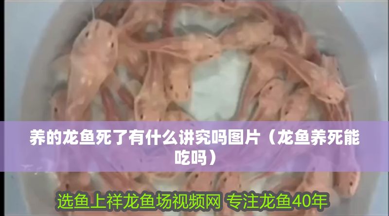 養的龍魚死了有什么講究嗎圖片（龍魚養死能吃嗎）