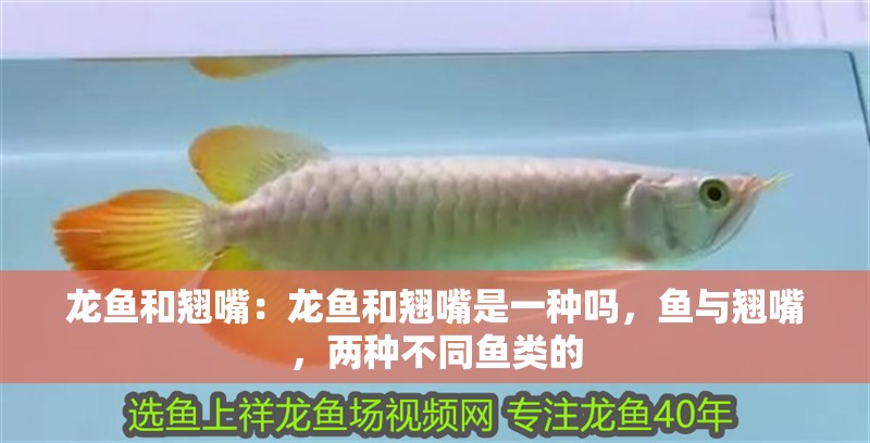 龍魚和翹嘴：龍魚和翹嘴是一種嗎，魚與翹嘴，兩種不同魚類的 龍魚和翹嘴：龍魚和翹嘴是一種嗎，魚與翹嘴，兩種不同魚類的 水族問答