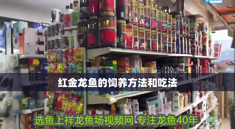 紅金龍魚的飼養方法和吃法