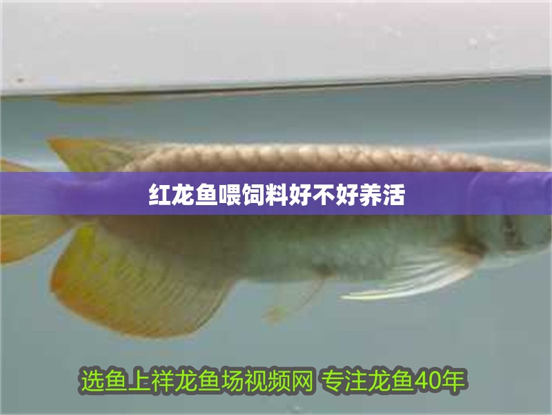 紅龍魚喂飼料好不好養(yǎng)活
