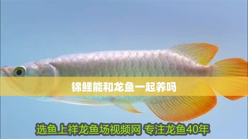 錦鯉能和龍魚一起養嗎