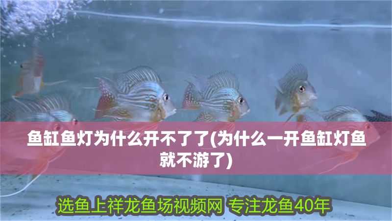 魚缸魚燈為什么開不了了(為什么一開魚缸燈魚就不游了)