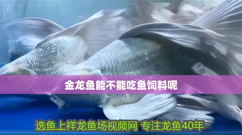 金龍魚能不能吃魚飼料呢