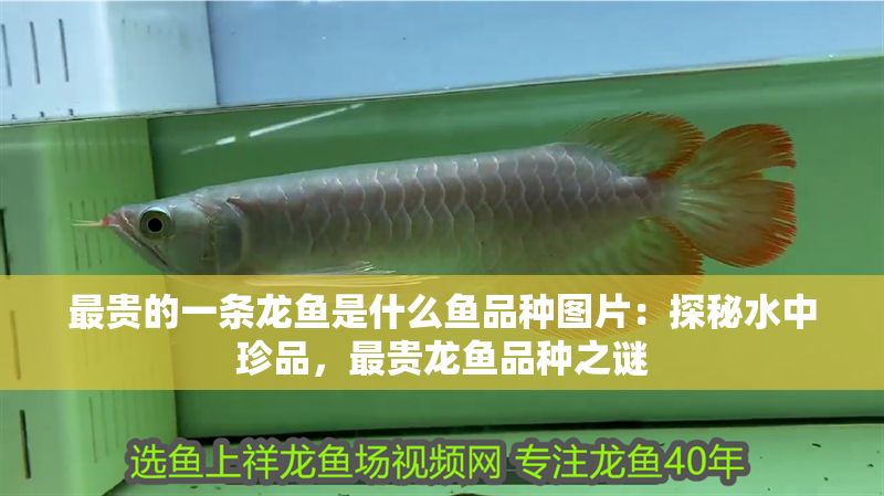 最貴的一條龍魚是什么魚品種圖片：探秘水中珍品，最貴龍魚品種之謎