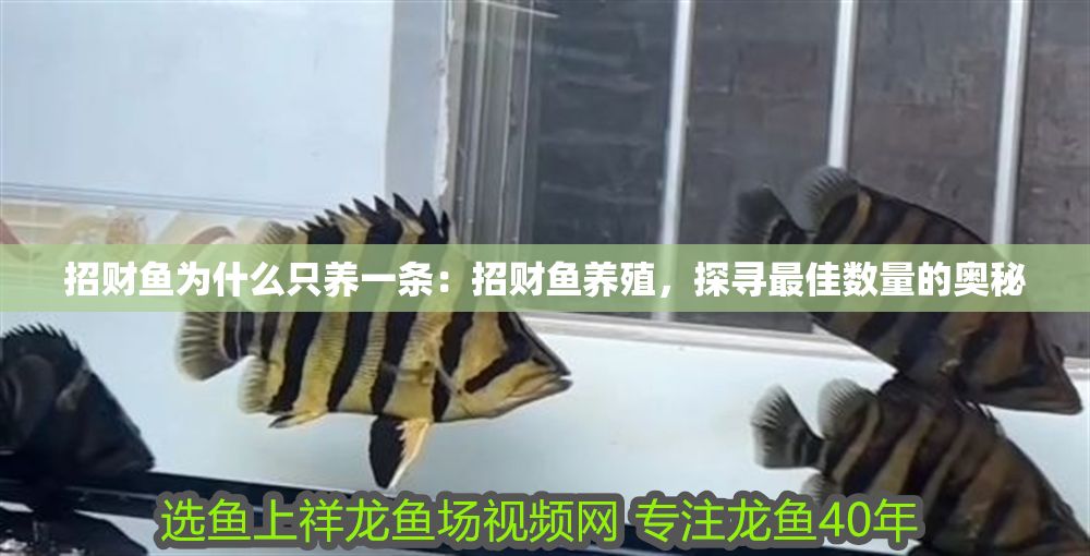 招財魚為什么只養一條：招財魚養殖，探尋最佳數量的奧秘