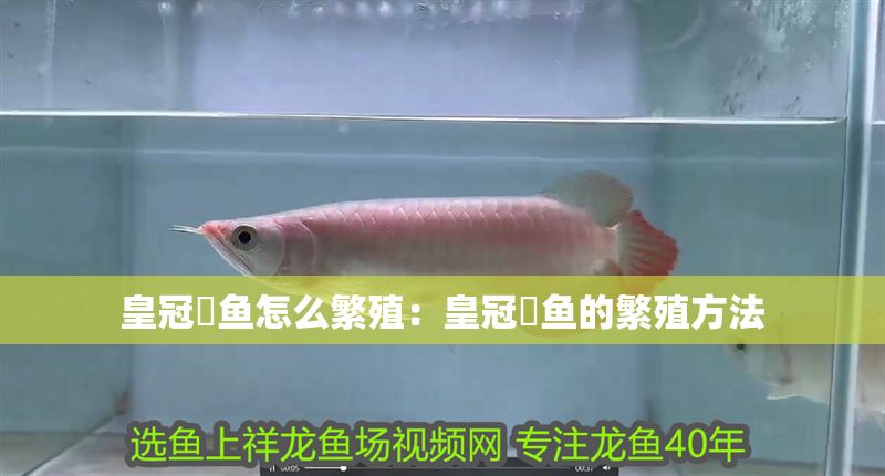 皇冠魟魚怎么繁殖：皇冠魟魚的繁殖方法