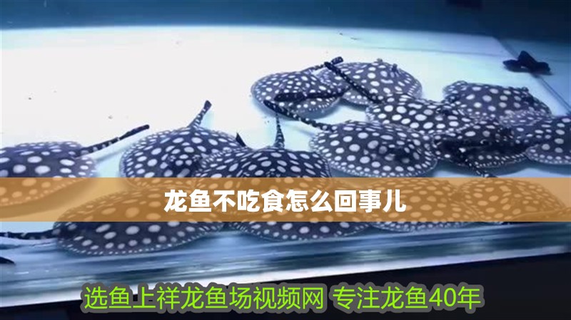 龍魚不吃食怎么回事兒