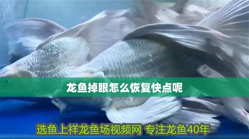 龍魚掉眼怎么恢復快點呢