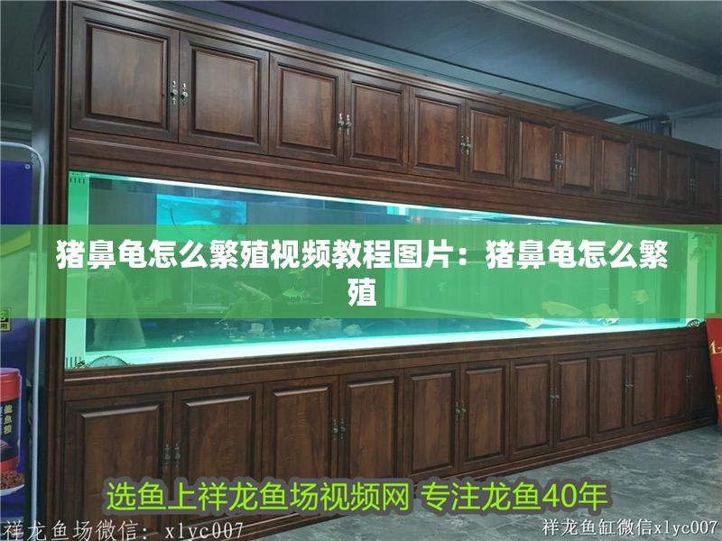 豬鼻龜怎么繁殖視頻教程圖片：豬鼻龜怎么繁殖