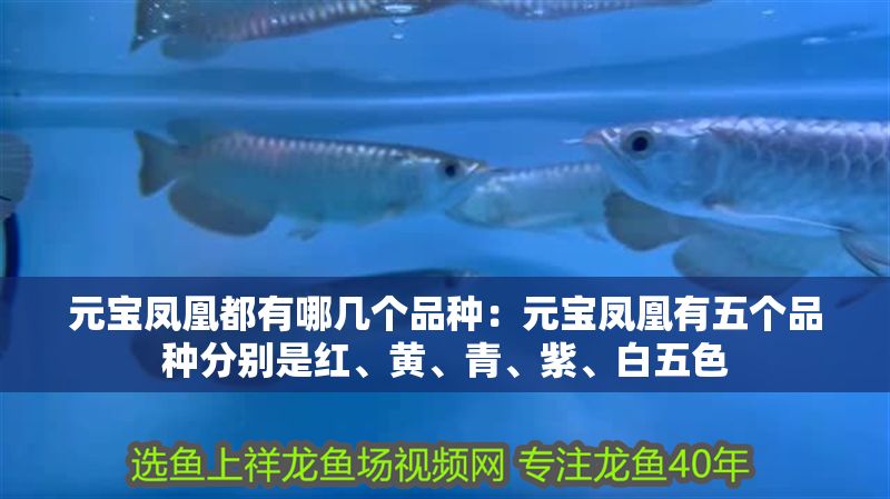 元寶鳳凰都有哪幾個品種：元寶鳳凰有五個品種分別是紅、黃、青、紫、白五色