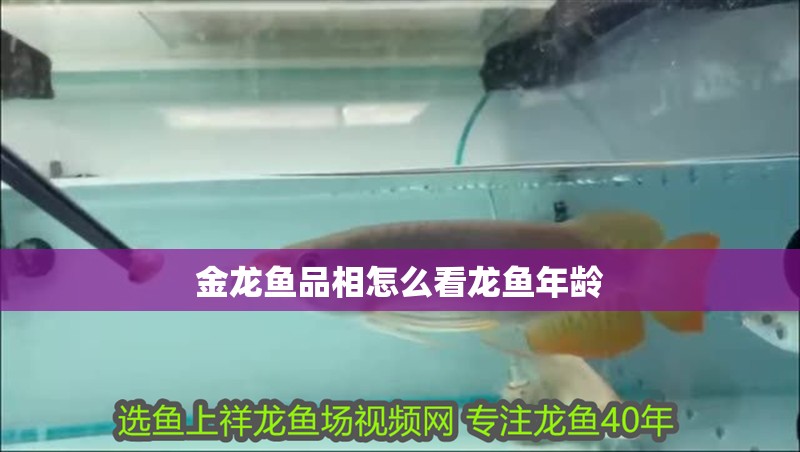 金龍魚品相怎么看龍魚年齡