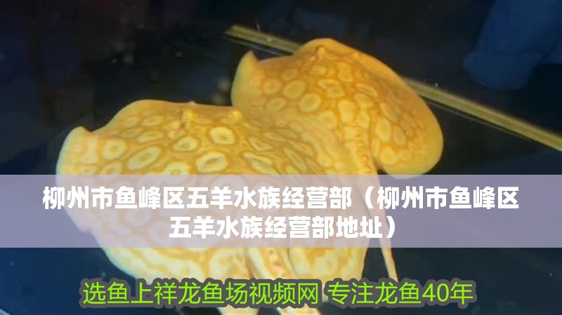 柳州市魚峰區五羊水族經營部(柳州市魚峰區五羊水族經營部地址) 全國水族館企業名錄 第2張 柳州市魚峰區五羊水族經營部(柳州市魚峰區五羊水族經營部地址) 柳州市魚峰區五羊水族經營部(柳州市魚峰區五羊水族經營部地址) 全國水族館企業名錄 第2張
