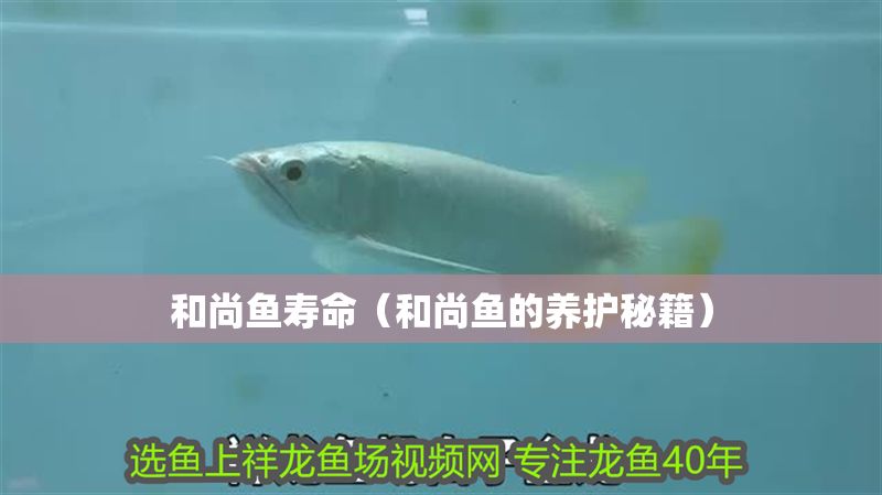 和尚魚壽命（和尚魚的養(yǎng)護(hù)秘籍）