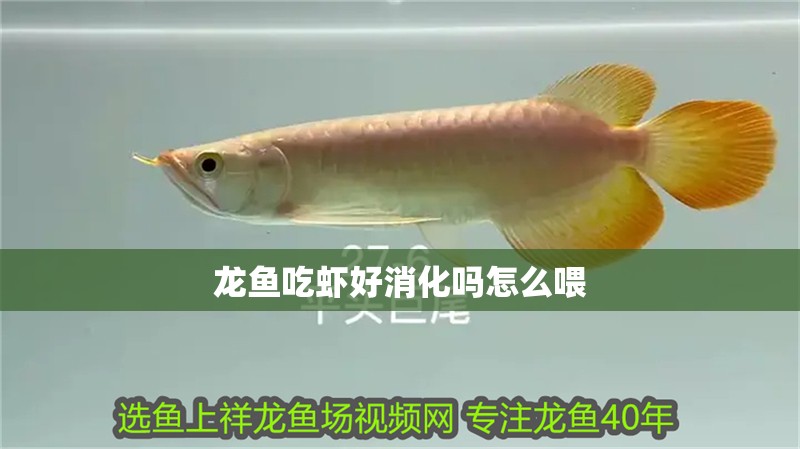 龍魚吃蝦好消化嗎怎么喂
