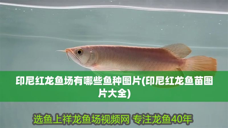 印尼紅龍魚場有哪些魚種圖片(印尼紅龍魚苗圖片大全)