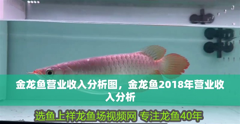 金龍魚營業(yè)收入分析圖，金龍魚2018年營業(yè)收入分析 金龍魚營業(yè)收入分析圖，金龍魚2018年營業(yè)收入分析 龍魚百科 第6張