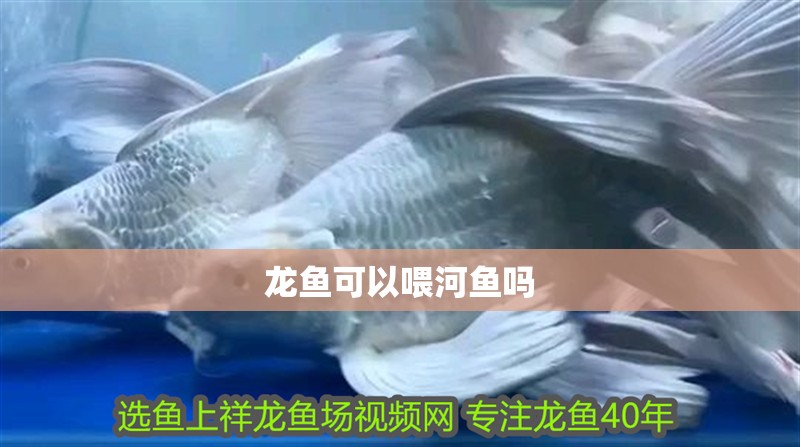 龍魚可以喂河魚嗎
