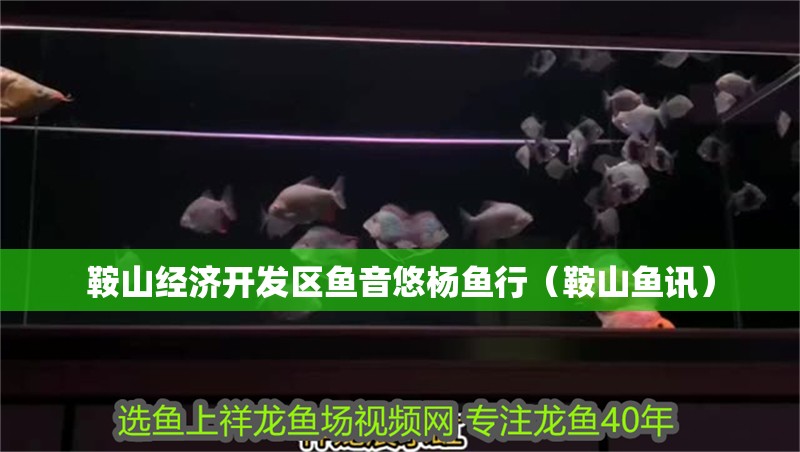 鞍山經濟開發區魚音悠楊魚行（鞍山魚訊）