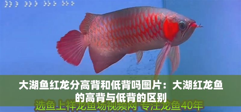 大湖魚紅龍分高背和低背嗎圖片：大湖紅龍魚的高背與低背的區別