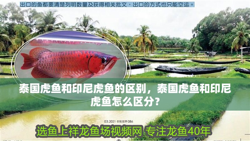 泰國虎魚和印尼虎魚的區別，泰國虎魚和印尼虎魚怎么區分？