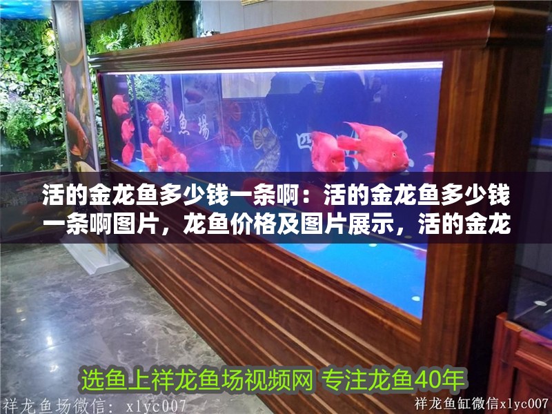 活的金龍魚多少錢一條啊:活的金龍魚多少錢一條啊圖片,龍魚價格及圖片展示,活的金龍魚多少錢一條 水族問答 活的金龍魚多少錢一條啊:活的金龍魚多少錢一條啊圖片,龍魚價格及圖片展示,活的金龍魚多少錢一條 活的金龍魚多少錢一條啊:活的金龍魚多少錢一條啊圖片,龍魚價格及圖片展示,活的金龍魚多少錢一條 水族問答