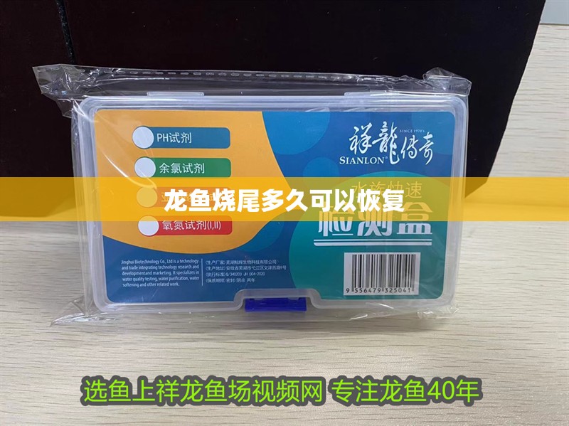 龍魚燒尾多久可以恢復 龍魚燒尾多久可以恢復 龍魚百科 第2張