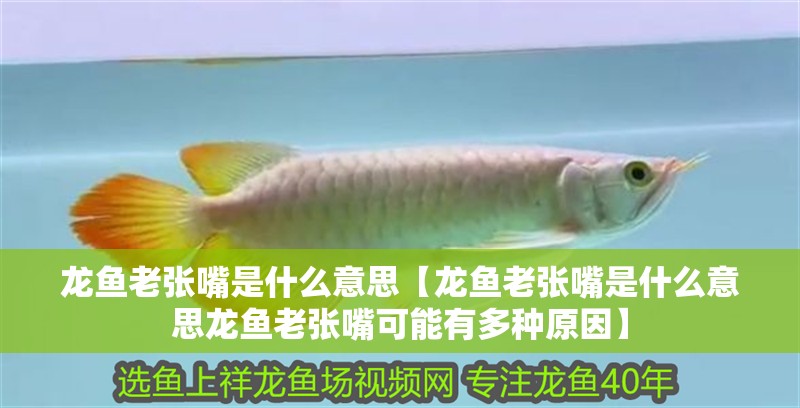 龍魚老張嘴是什么意思【龍魚老張嘴是什么意思龍魚老張嘴可能有多種原因】