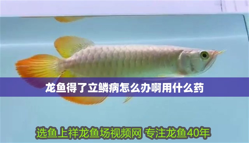 龍魚得了立鱗病怎么辦啊用什么藥 龍魚得了立鱗病怎么辦啊用什么藥 龍魚百科 第2張