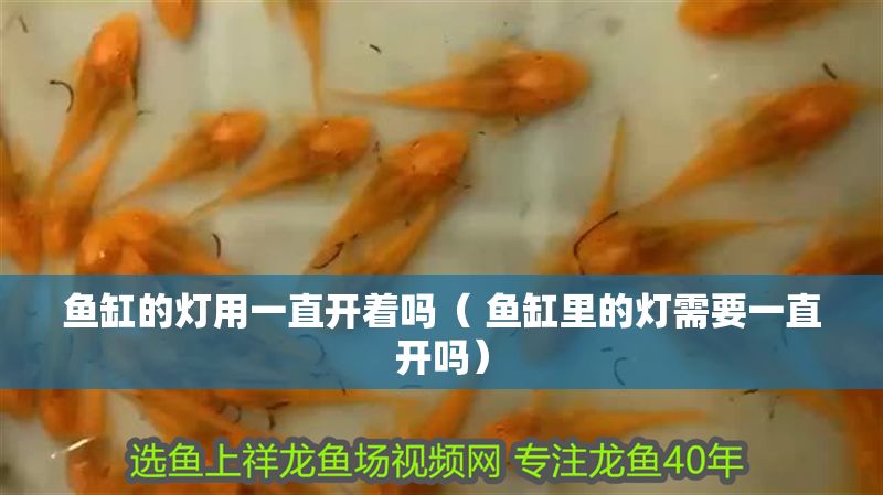 魚缸的燈用一直開著嗎（ 魚缸里的燈需要一直開嗎）