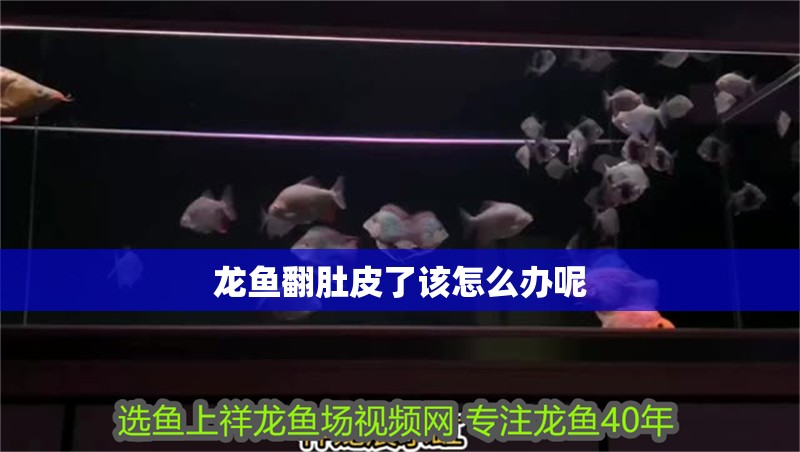 龍魚翻肚皮了該怎么辦呢 龍魚翻肚皮了該怎么辦呢 龍魚百科 第2張