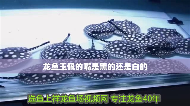 龍魚玉佩的嘴是黑的還是白的