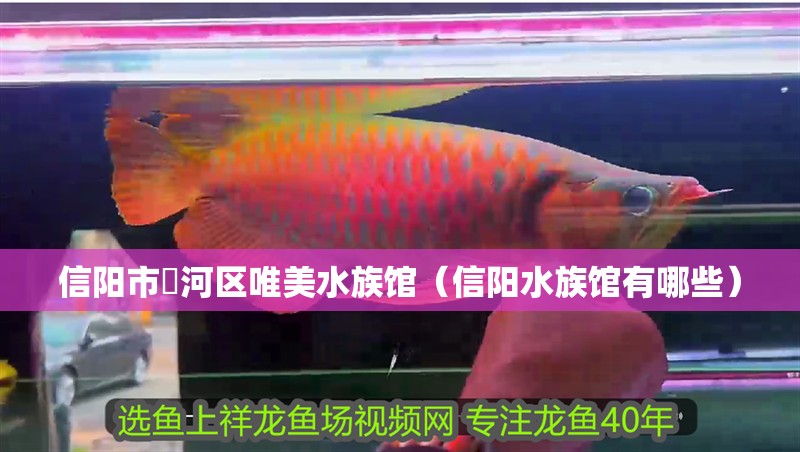 信陽市浉河區(qū)唯美水族館（信陽水族館有哪些）