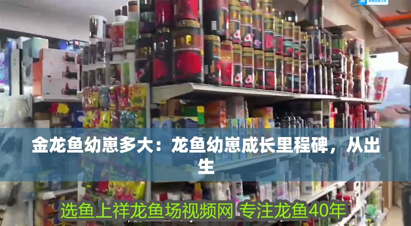 金龍魚幼崽多大：龍魚幼崽成長里程碑，從出生 金龍魚幼崽多大：龍魚幼崽成長里程碑，從出生 水族問答