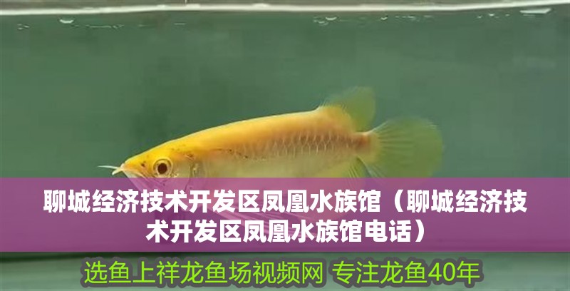 聊城經濟技術開發區鳳凰水族館（聊城經濟技術開發區鳳凰水族館電話） 聊城經濟技術開發區鳳凰水族館（聊城經濟技術開發區鳳凰水族館電話） 全國水族館企業名錄 第2張