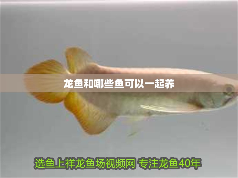 龍魚和哪些魚可以一起養 龍魚和哪些魚可以一起養 龍魚百科 第2張