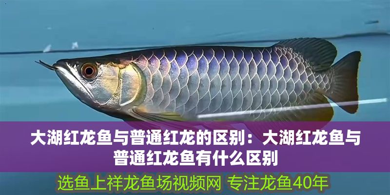 大湖紅龍魚與普通紅龍的區別：大湖紅龍魚與普通紅龍魚有什么區別