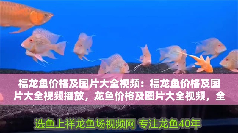 福龍魚價格及圖片大全視頻：福龍魚價格及圖片大全視頻播放，龍魚價格及圖片大全視頻，全面解析福龍魚市場