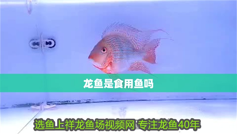 龍魚是食用魚嗎