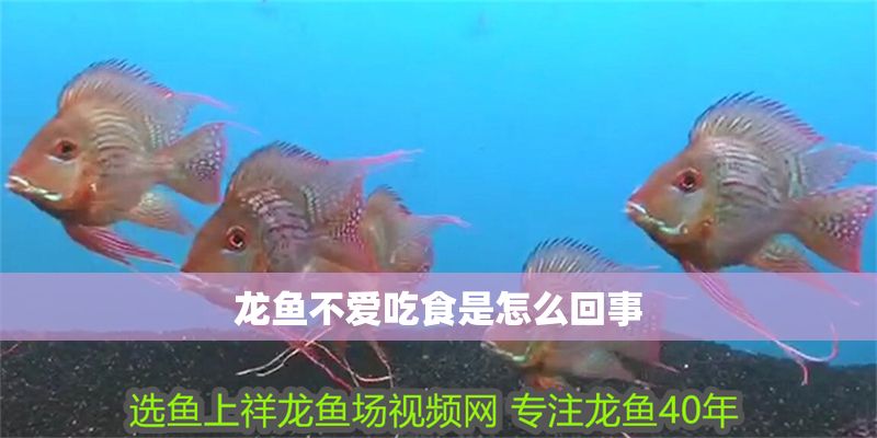 龍魚不愛吃食是怎么回事 龍魚百科 第2張 龍魚不愛吃食是怎么回事 龍魚不愛吃食是怎么回事 龍魚百科 第2張
