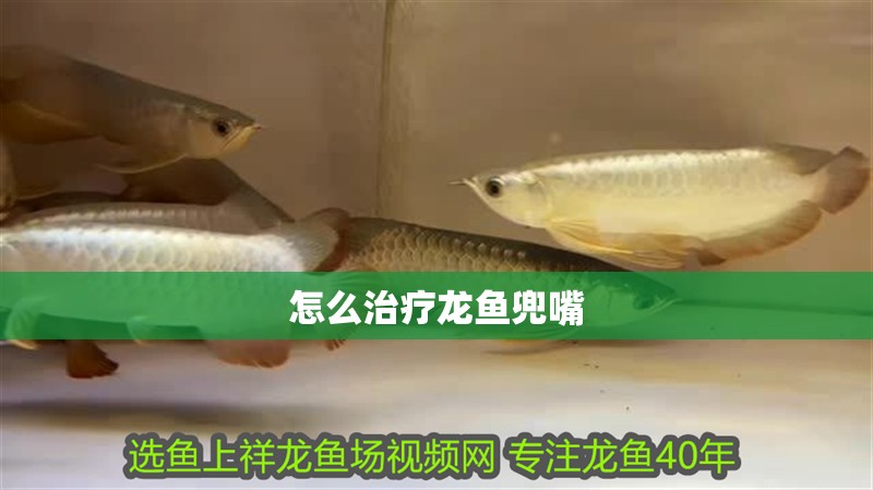 怎么治療龍魚(yú)兜嘴