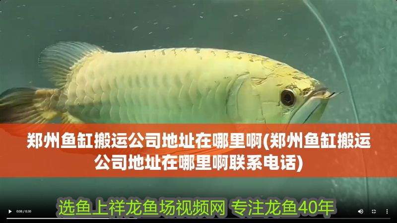 鄭州魚缸搬運公司地址在哪里啊(鄭州魚缸搬運公司地址在哪里啊聯系電話)